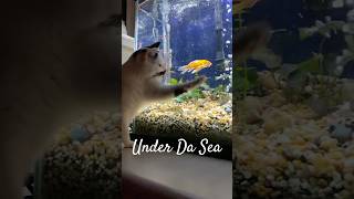 Nai Nai Cat catches Fish Under the Sea! #cat #fish #underthesea