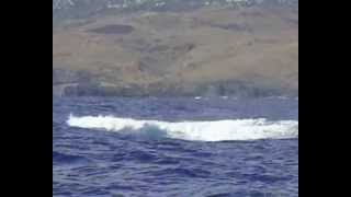 Mother Humpback whale does the show !