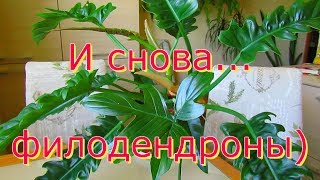 И снова о филодендрончиках (много слов)