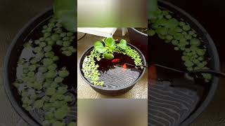 Indoor Water Garden| indoor plants ideas #ytshortsvideo #homedecoridea #indoorwaterplants