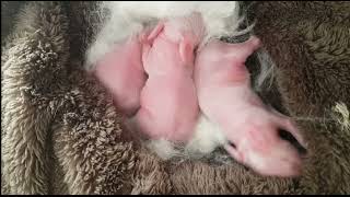 English angora baby 1one day