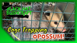 Live Cage Trapping: Opossum Catch & Release