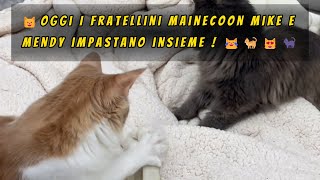 😺Oggi I fratellini mainecoonMike e Mendy impastano insieme ! 😹🐈😻🐈‍⬛#mainecoon #mainecooncat