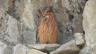 Tawny fish Owl At chafi Uttarakhand Nainital