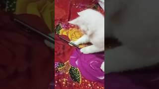 cute baby cat| funny cat videos| shorts [58] #cat #shorts #funny #pets #catandkittens24