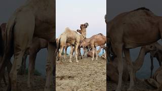 Camels are having fun in the morning #shorts  #shortvideo  #youtubeshorts