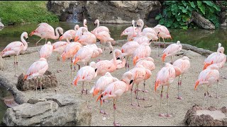 Houston Zoo 4k 2022