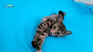 Cute cat  Nazlı games -  Cat video  - New