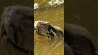 wildlife animals bestvideosnake