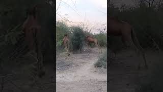 Camels roam together in the Thar desert#camel #camellife #viral #animal #villagelife #nature