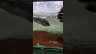 Mode bar" 😂 #shorts #shortvideo #channamaru #snakehead #channa #channalimbata #aquarium #ikanhias