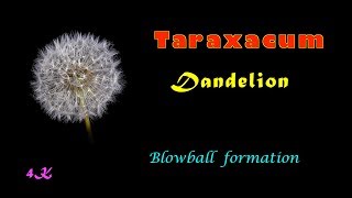 Taraxacum, dandelion, blowball, radial symmetrical formation, growth movement, 4K