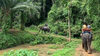 В Тай за слонами 🐘❤️