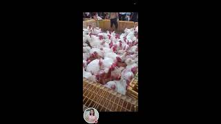 Live Chicken In Cages