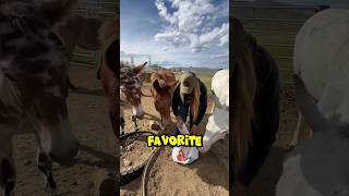 Animal Crackers Were The Dark Horse …  #Fun #Mule #Horse #Donkey #FarmAnimals