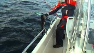 Sea Fishing for Coalfish - Røst Rules!