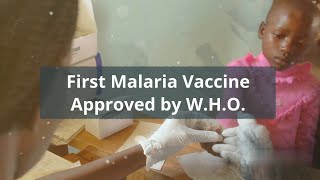 WHO APPROVES THE FIRST MALARIA VACCINE FOR USAGE -HISTORIC MOMENT