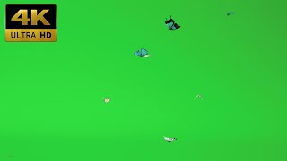 037 - Green Screen | Chroma Key | Animal 4K | butterfly