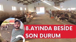 ÇİFTLİKTE AKŞAM YEMLEMESİ/BESİNİN 8.AYINDA NE DURUMDAYIZ