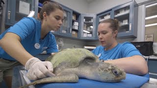 Coastal Wildlife Network Sea Turtles