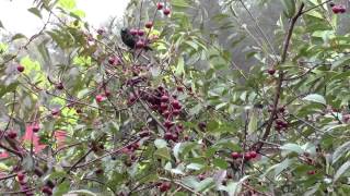 Birds in the cherry tree