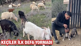 KANGAL YAVRULARININ SON DURUMU VE KOYUN VE KEÇİLER PROBLEMSİZ GÜDÜM