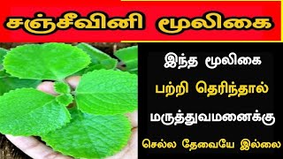 சஞ்சீவினி மூலிகை 99% பேருக்கு இந்த இலையை பற்றி தெரியாது | Karpooravalli good for health