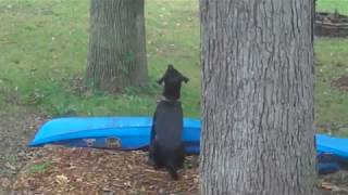 Mr. squirrel is teasing my dog 10-01-2018