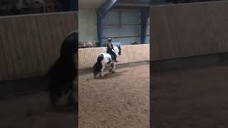 Good trot #horse #shortvideo #pony #equestrian #trot #trotting