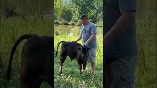 This calf loves to be loved on! @GrownsFamilyFarm