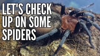 Checking spiders - Poecilotheria, Monocentropus, Bumba & some Death Head Roaches