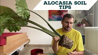 Repotting my Huge Alocasia Portodora (Alocasia Soil Tips)