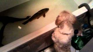 Shih-Tzu vs 3 fish