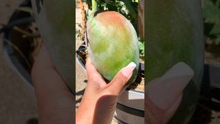 Keitt Mango | Part 2 #zone9b #homesteading #gardening #tropicalfruit #mango #homegrown #homestead