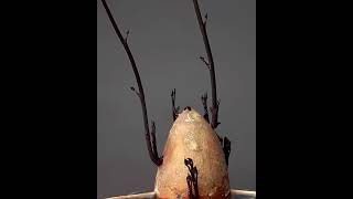 30-day time lapse of a sweet potato growing in water