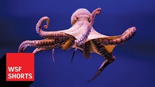 Is a Tool-using Octopus Intelligent?