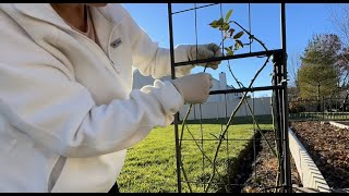 Planting, training and caring for new Eden climbing roses