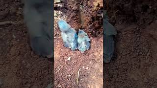 कल्चुरी (राॅबिन) चिड़िया का घोंसला 🐦🐦