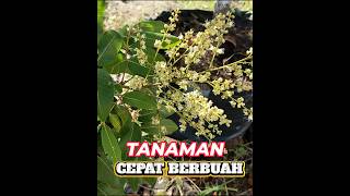 Cara sederhana membuat tanaman dalam pot cepat berbuah