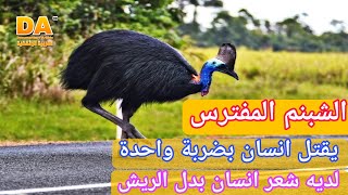 طائر الشبنم لديه شعر إنسان بدل الريش | Casuarius | Cassowary bird | العربية الوثائقية