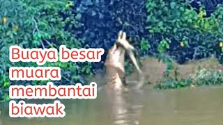 Buaya besar muara makan biawak