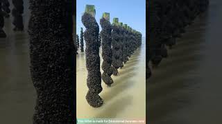 Mussels Farming 😱#shorts_viral #shorts