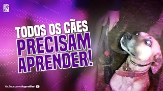 TREINANDO FOCO DO MEU VIRA LATA| ENTENDA A IMPORTÂNCIA DISSO!!! DOG MATILHAR