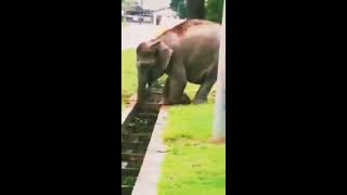 අම්මා mother Elephant Rescue baby elephant son