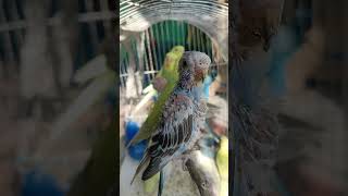 Lovely and beautiful parrots birds... ..#shortvideo (1)