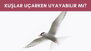 KUŞLAR UÇARKEN UYUYABİLİR Mİ ?  "Uçarken Nasıl Uyusun diyenler BURAYA!"