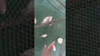 menjaring ikan untuk pakan lobster #lobsterairtawar #shortviral #shortsvideo #viral