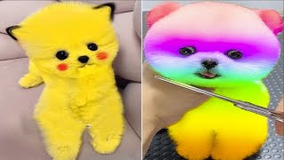 Aww Cute Pomeranian Puppies Doing Funny Thing 2024 - Cute and Funny Dogs 2024