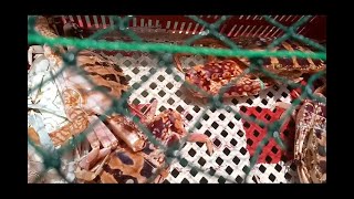 RED CRAB GAANO BA KATAGAL TUMUTUBO ANG KANILANG SIPIT O GALAMAY