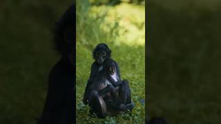 A Spider Monkey with its cubs 🐒🤩 #shorts #animals #monkey #cute #trending